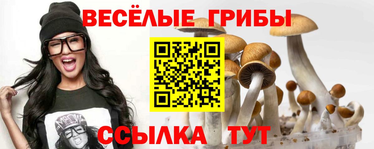 Псилоцибиновые грибы Cubensis Сосновоборск